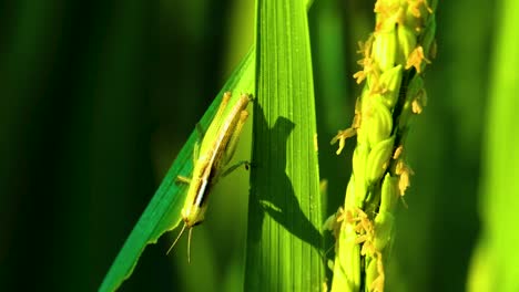 Green-Oxya-Grasshopper-Macro-Eating-Paddy-Leaves