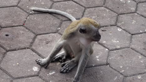 Close-Up-Of-Endangered-Long-tailed-Macaque-Sitting-On-Hexagon-Brick-Pave-At-Batu-Caves-In-Malaysia