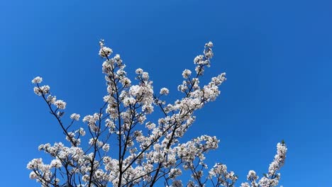 Kirschblüten-Rosa-Blüten-über-Blauem-Skyline-Windbewegungshintergrund-Bunter-Zweig