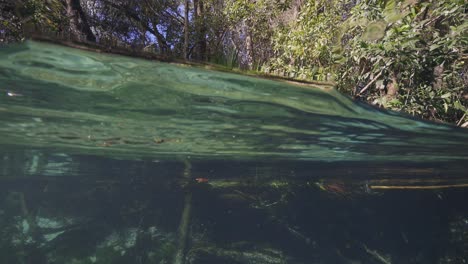 Vista-Sumergida-Bajo-Agua-De-Manantial-Natural-En-El-Manantial-Natural-Weeki-Wachee