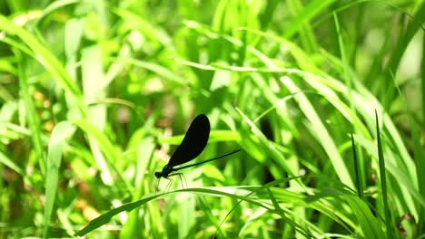 Ebony-jewelwing-damselfly-resting,-opening-closing-wings-on-grass,-sunny-day-Florida-4k-60p