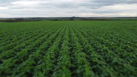 Soybeans-fields-in-Brazil