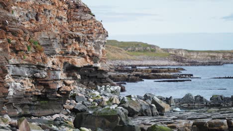 Rocky-cliffs-of-Varranger,-a-haven-for-migrating-birds-and-bird-watchers