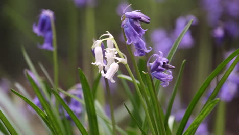 Wild-White-Bluebells-amid-a-crop-of-traditional-Bluebell-flowers-in-a-Worcestershire-woodland,-England