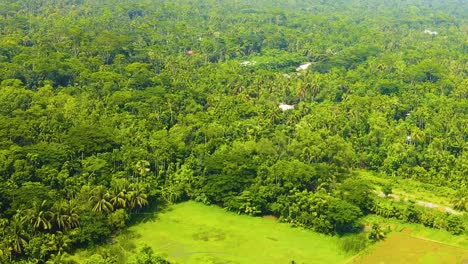 Panorámica-Aérea-Sobre-El-Bosque-Tropical-Naturaleza-Paisaje-Verde