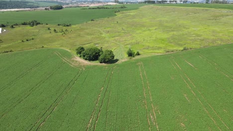 Field-cultivated-with-soybean-plantations,-drone-view