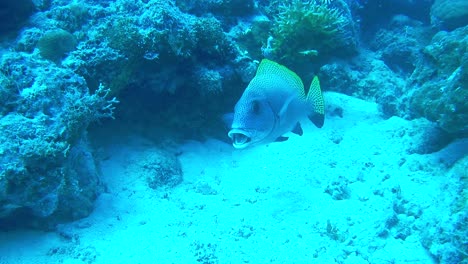 A-scene-during-diving-at-a-coral-reef,-a-fish-lazily-swimming-near-the-seabed