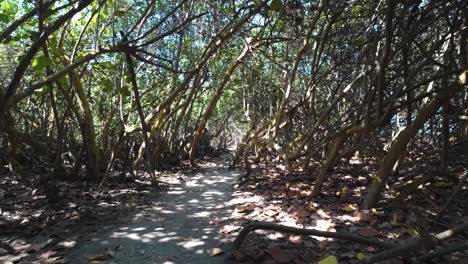 POV-shot-hiking-through-a-dense-canopy-within-Tayrona-National-Park