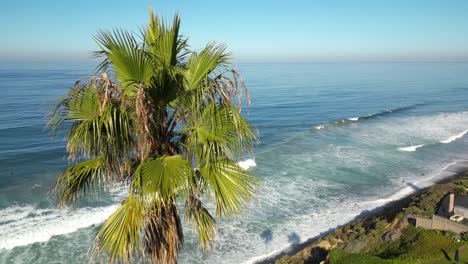 Palme-Zeigt-Surfer-An-Der-Küste-Kaliforniens