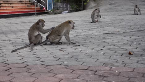 Long-tailed-Macaque-Monkey-Picking-Lice-At-Batu-Caves-In-Malaysia