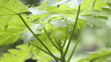 Light-raindrops-falling-on-papaya-leaves,-closeup-after-heavy-rainfall