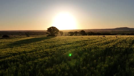 Kangaroos-in-field-at-sunset