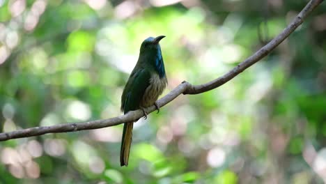 Die-Kamera-Zoomt-Heraus,-Während-Dieser-Blaubartspint-Auf-Einer-Rebe-Sitzend-Umherschaut,-Nyctyornis-Athertoni,-Thailand