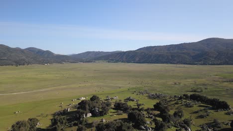 Grüne-Weide-Mit-Herde-Von-Hausrindern-Am-Fuße-Des-Palomar-Mountain-In-San-Diego,-Kalifornien,-USA