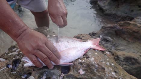 Fisherman-Hands-removing-Fish-Bones-on-Coastal-Rocks