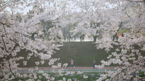 Flores-De-Cerezo-Perfectas-En-El-Bosque-De-Ciudadanos-Maeheonyangjae-En-Seúl,-Corea-Del-Sur-Durante-La-Primavera