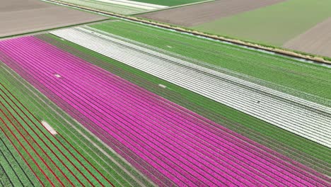 Drohnenaufnahme-Eines-Wunderschönen-Tulpenfeldes-Im-Niederländischen-Flevoland