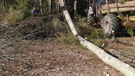 Forest-worker-with-chainsaw-giving-instructions-for-log-loading-in-tractor-trailer-by-a-grappler