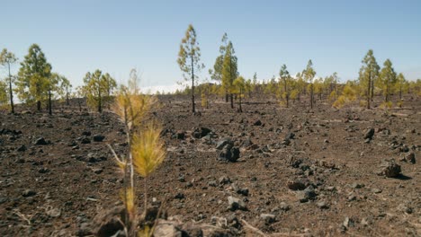 Paisaje-Volcánico-Rocoso-Y-Pinos-Y-Arbustos-Verdes-En-Primavera,-Parque-Nacional-Del-Teide-En-Tenerife,-Islas-Canarias