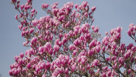 Flores-De-Un-árbol-De-Magnolia-En-Primavera.