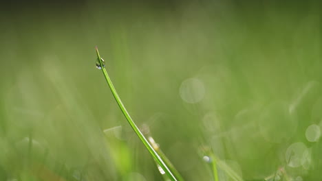 Foto-Macro-De-Rocío-Sobre-La-Hierba