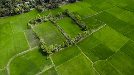 Scenic-Rice-Field-Agricultural-Field-with-Lust-Green-Colors-Morning-Time