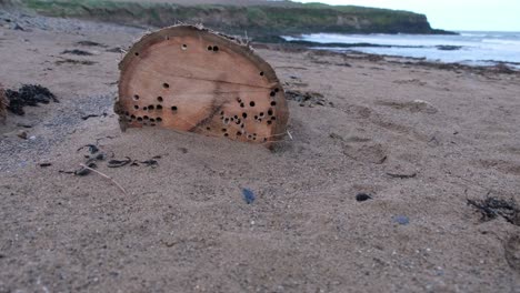 Círculo-De-Naturalezas,-Dos-Troncos-De-Madera-Flotante-En-Una-Playa-De-Arena-Con-Agujeros-De-Moluscos-En-Ellos