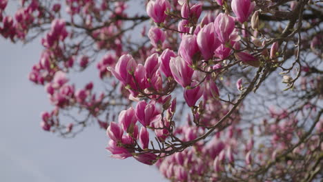 Blossoms-of-a-magnolia-tree-in-spring