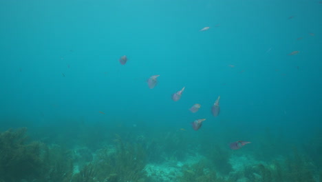 Sieben-Karibische-Riffkalmare-Schwimmen-über-Einem-Karibischen-Riff