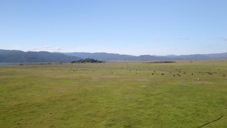Herd-Of-Cows-In-Pasture-Near-Lake-Henshaw-In-San-Diego,-California---Drone-Shot