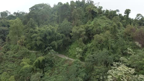 Drone-shot-pans-over-the-dense-forest-floor-with-only-a-single-mountain-path-hidden-beneath-the-trees,-rising-until-the-drone-becomes-engulfed-in-the-mist-of-the-mountains