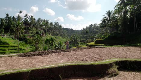 Mujer-Caminando-Por-El-Terraplén-Del-Campo-Con-Vistas-Al-Campo-De-Arroz-Con-Cultivos-Dorados-En-Bali,-Indonesia