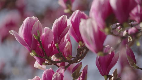 Flores-De-Un-árbol-De-Magnolia-En-Primavera.