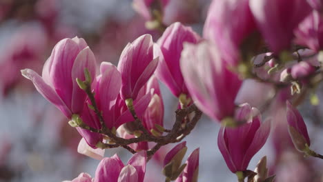 Blüten-Eines-Magnolienbaums-Im-Frühling