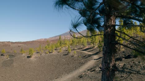 Green-pine-tree-and-forest-in-spring,-volcanic-landscape-with-Pico-del-Teide-in-Teide-Nation-park-on-Tenerife,-Canary-Islands