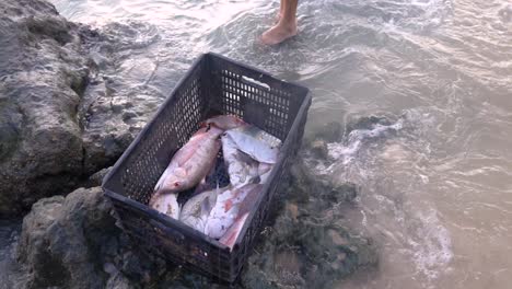 Fisherman-cleaning-fishes-to-put-them-in-a-box-at-seashore