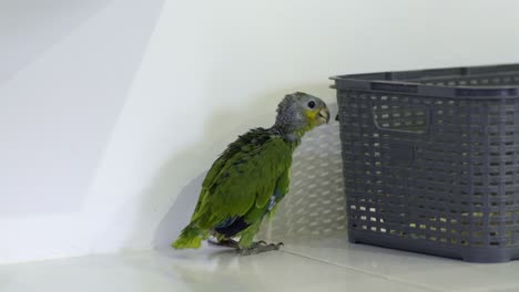 Green-yellow-baby-parrot-of-2-months-walking-next-to-gray-basket-against-white-wall,-looking-around-curious