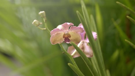 Orquídea-Polilla-Amarilla-Blanca-Rosa-Púrpura-Entre-Palmeras,-Lluvia-Ligera-Cayendo-En-El-Fondo,-Primer-Plano