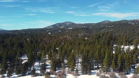 Pine-Trees-In-The-Snowy-Forest-At-Big-Bear-Lake-In-San-Bernardino-County,-California,-USA
