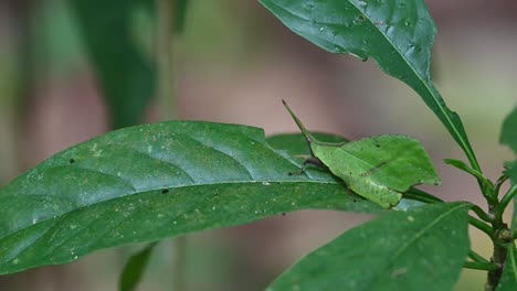 Camera-zooms-in-while-this-insect-is-seen-on-top-of-a-leaf-feeding,-Systella-rafflesii-Leaf-Grasshopper,-Thailand