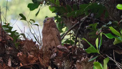 Looking-up-towards-the-left-and-moves-its-head-as-the-camera-zooms-out,-Buffy-Fish-Owl-Ketupa-ketupu,-Juvenile,-Thailand