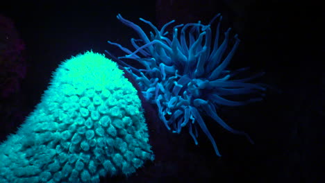 At-night,-a-coral-and-an-anemone-glow-a-florescent-blue