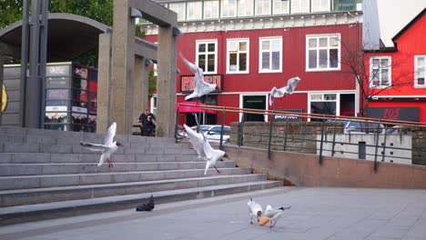 Birds-attacking-some-bread-at-a-plaza-in-Iceland