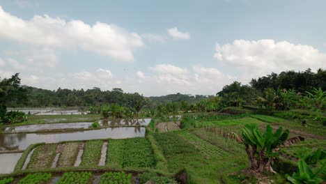 Landwirtschaftliche-Flächen-Mit-Anbau-Von-Nutzpflanzen-Und-Reisfeldern-In-Bali,-Indonesien