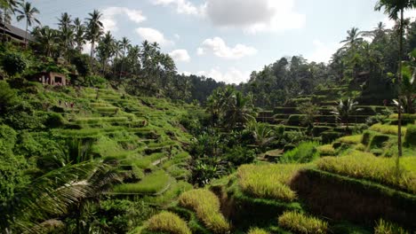 Rice-Growing-On-Terrace-Fields-In-Bali,-Indonesia