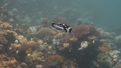 Black-and-white-coloured-fish-swimming-in-front-of-colorful-hard-coral-in-4k
