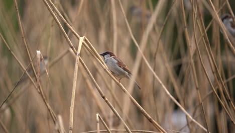 Male-House-Sparrow-Passer-Domesticus-Perched-on-Reed,-Static-Closeup