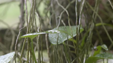 Raindrop-falling-on-heart-shaped-leaf-during-light-rain,-in-between-lianas-in-background