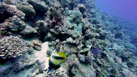Two-Red-Sea-bannerfish,-with-their-distinctive-black,-yellow,-and-white-markings,-are-captured-in-an-underwater-wide-angle-shot-swimming-near-a-vibrant-coral-reef-in-the-clear-blue-waters