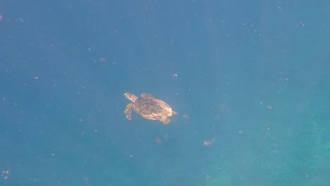 Isolated-Hawksbill-sea-turtle-swimming-in-blue-sea